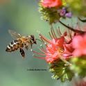 A honey bee heads for a tower of jewels, Echium wildpretii, in a pollinator garden in Vacaville, Calif. (Photo by Kathy Keatley Garvey)