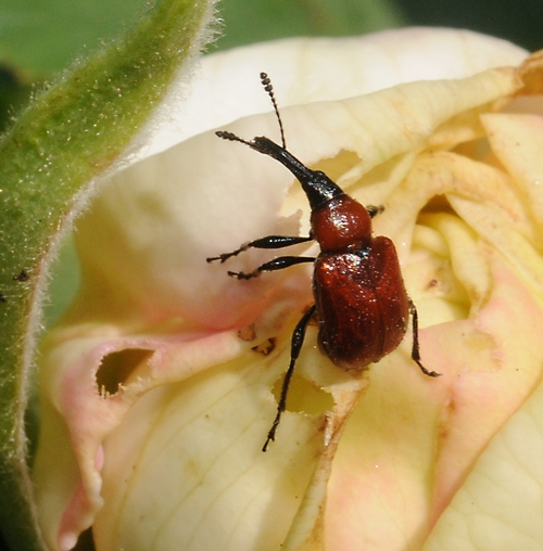 THIS IS one of the pests that rose growers hate to see. It's a rose curculio or rose weevil. (Photo by Kathy Keatley Garvey)