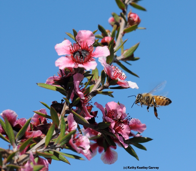 A honey bee heads for a Leptospermum scoparium keatleyi, a plant also known as 