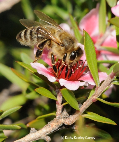A honey sips nectar from a Leptospermum scoparium keatleyi, a plant also known as 