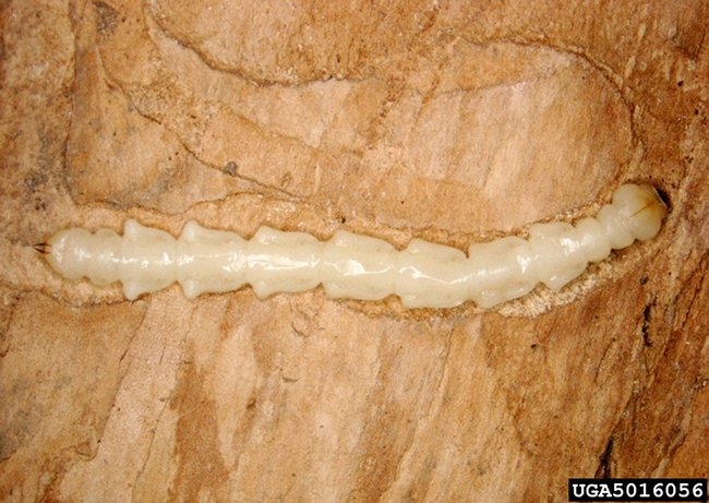 Larva of the emerald ash borer, Agrilus planipennis. (Photo courtesy of Pennsylvania Department of Conservation and Natural Resources)