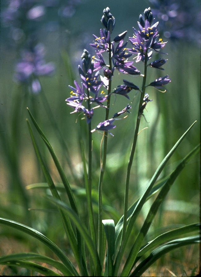 This is the Camassia quamash that UC Davis pollination ecologist Maureen Page studied. (Photo courtesy of Wikipedia)