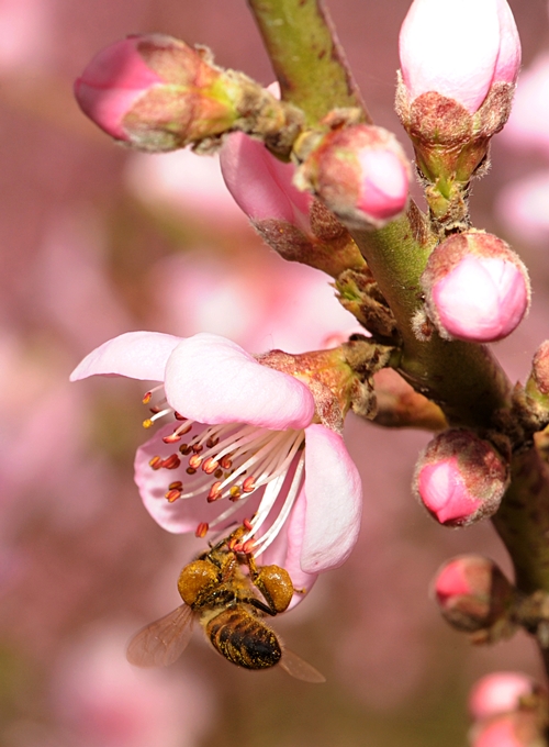 HONEY BEE foraging on a peach blossom in a UC Davis orchard. (Photo by Kathy Keatley Garvey)