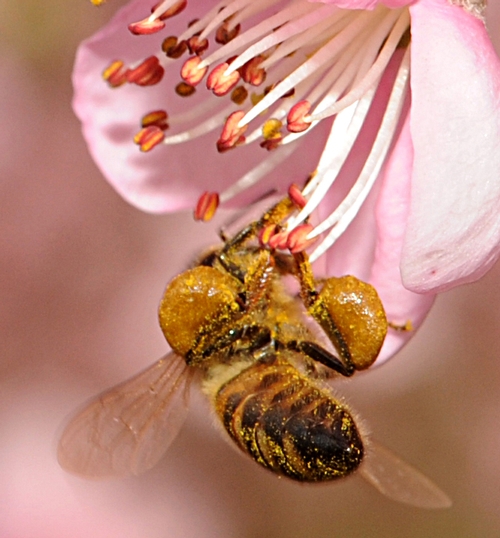 HEAVY POLLEN LOAD of a honey bee in a peach orchard. (Photo by Kathy Keatley Garvey)