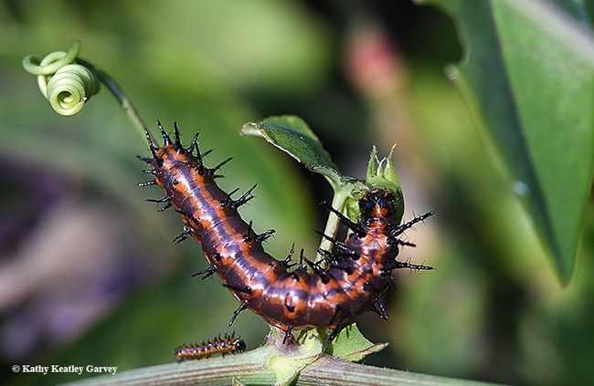 A Gulf Frillary caterpillar munching the leaves of a passionflower. Caterpillars will be displayed at the Bohart Museum open house on Nov. 16. (Photo by Kathy Keatley Garvey)