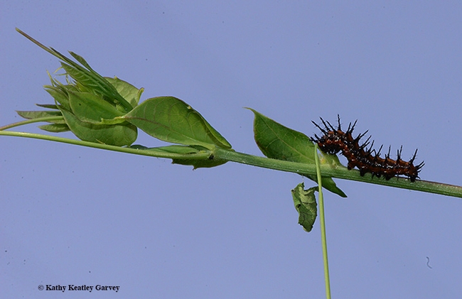 Walking the line. A Gulf Fritillary caterpillar crawls along the stem of a passionflower vine. (Photo by Kathy Keatley Garvey)