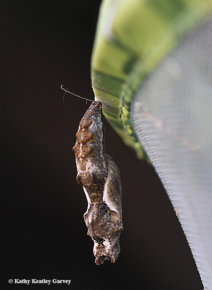 The chrysalis of a Gulf Fritillary hangs on the rim of a butterfly habitat. (Photo by Kathy Keatley Garvey)
