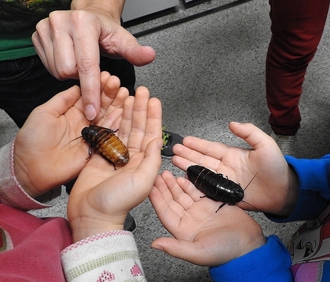 Like to learn how to raise Madagascar hissing cockroaches? Bohart scientists will tell you how on Nov. 16 at their open house. (Photo by Kathy Keatley Garvey)