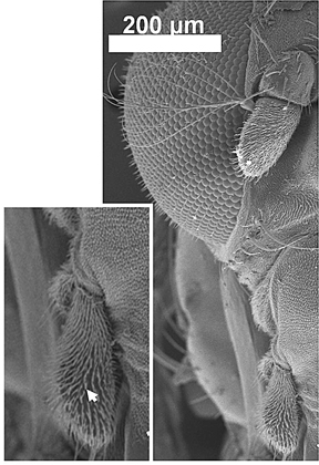 Maximillary palps (left) and antenna of fruit fly (Drosophila melanogaster). (Image Courtesy of Zain Syed)
