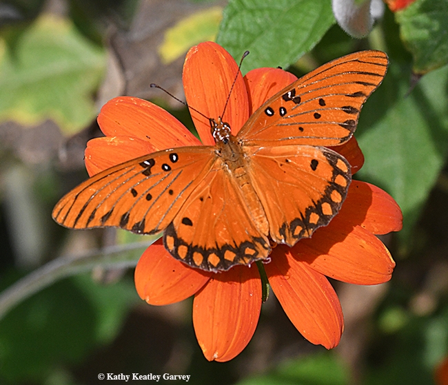 A Gulf Fritillary, one of Mother Nature's perfect specimens, covers a Mexican sunflower (Tithonia). (Photo by Kathy Keatley Garvey)