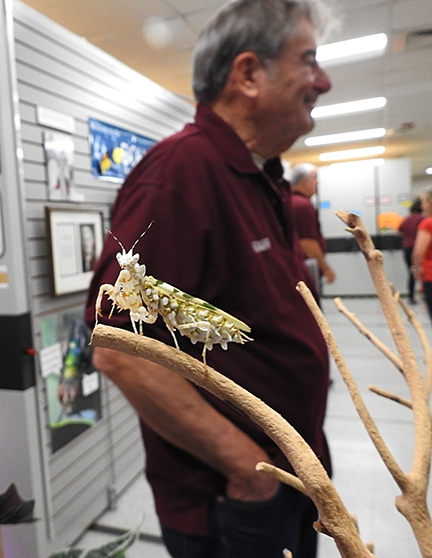 A spiny flower praying mantis, Pseudocreobotra wahlbergii, hanging out at the Bohart Museum. It is owned by entomologist Lohit Garikipati. In back is Bohart associate Greg Kareofelas. (Photo by Kathy Keatley Garvey)