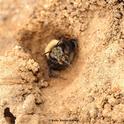 A digger bee, Anthophoroa bomboides, at Bodega Hay, Sonoma County. This is a solitary ground nesting bee, one of the species that collaborators Rachel Vannette, Bryan Danforth, Shawn Steffan, and Quinn McFrederick will study in their grant, 