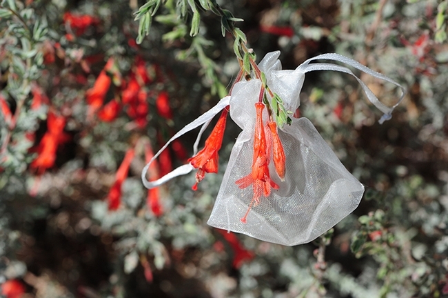 The research of UC Davis community ecologist Rachel Vannette involves microscopic organisms in the nectar of California fuchsia, Epilobium canum. She uses nylon bags to prevent pollinator contact. (Photo by Kathy Keatley Garvey)