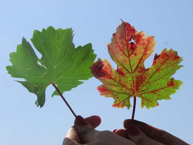 The leaf on the right has grapevine red blotch virus. (Photo by Raul Girardelo, UC Davis)