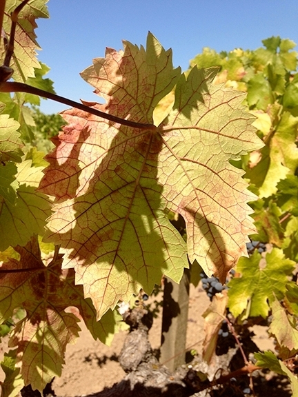 Grapevine red blotch virus on these leaves. (Photo by Frank Zalom)