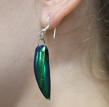 Metallic green beetle earrings are among the items in the Bohart Museum of Entomology's gift shop. Entomologist Fran Keller brought brought back a number of earrings from the Entomological Society of America meeting in St. Louis, Mo. (Photo by Kathy Keatley Garvey)