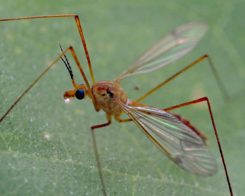 The crane fly is sometimes called a mosquito hawk or a gollywhopper.(Photo by Kathy Keatley Garvey)