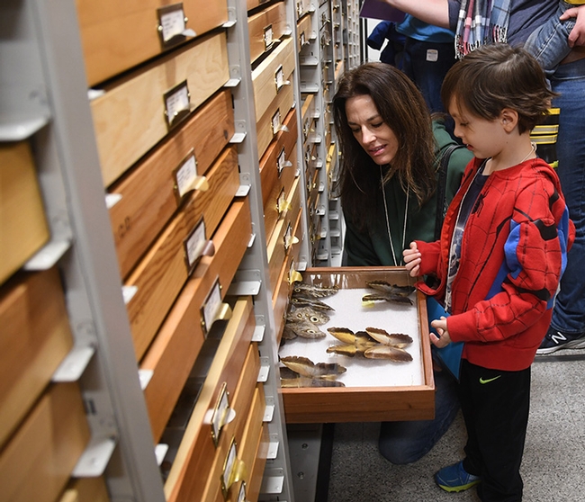 Michelle Belden and son, Cash, check out the butterfly specimens in the Bohart Museum of Entomology. She manages Aggie Surplus on campus. (Photo by Kathy Keatley Garvey)