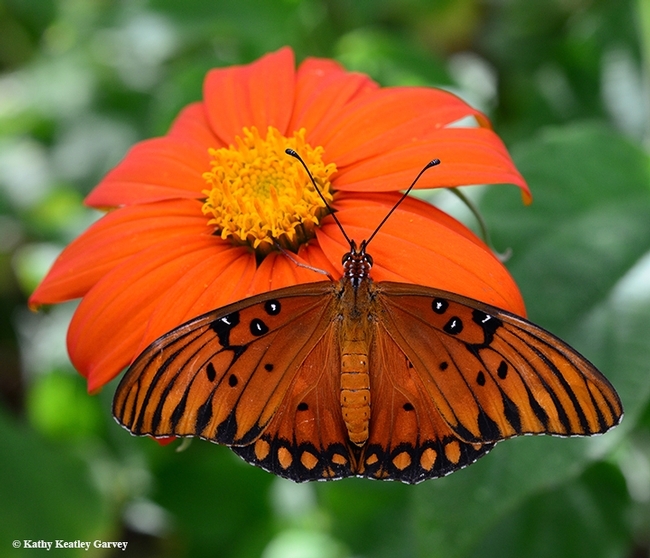 A Gulf Fritillary spreads its wings in the summer. It's nectaring on a Mexican sunflower (Tithonia) in Vacaville, Calif. (Photo by Kathy Keatley Garvey)