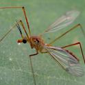 The crane fly is sometimes called a mosquito hawk or a gollywhopper.(Photo by Kathy Keatley Garvey)