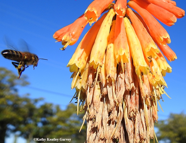 A honey bee heads for a winter flowering plant, Kniphofia, in Napa, on Saturday, Dec. 28. (Photo by Kathy Keatley Garvey)