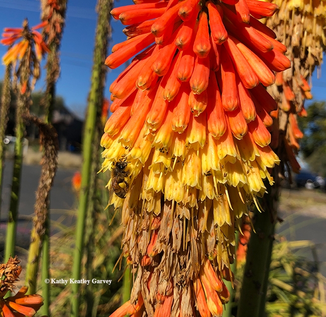 Check out the pollen on the honey bee foraging on a red hot poker  (genus Kniphofia). (Photo by Kathy Keatley Garvey)