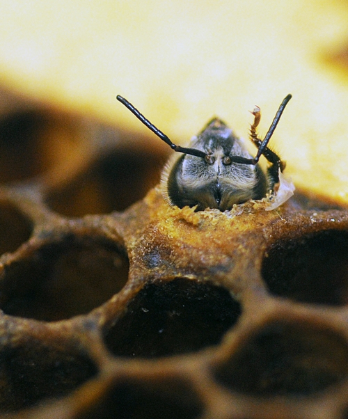 ANTENNAE of a honey bee as she emerges from her cell at the Harry H. Laidlaw Jr. Honey Bee Research Facility. (Photo by Kathy Keatley Garvey)