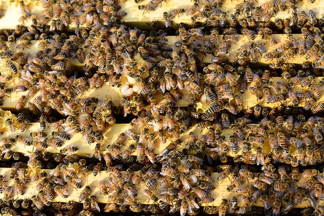 The focus of this new USDA-ARS honey bee research program is to develop technology that improves colony survivorship through long-term studies of multiple stress factors. (Photo by Kathy Keatley Garvey)