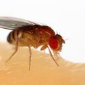 This is an image of a fruit fly, Drosophila melanogaster, an insect that researcher Karen Menuz, who will present a seminar Jan. 8 at UC Davis, studies. She and colleague Pratyajit Mohapatra recently published research on 