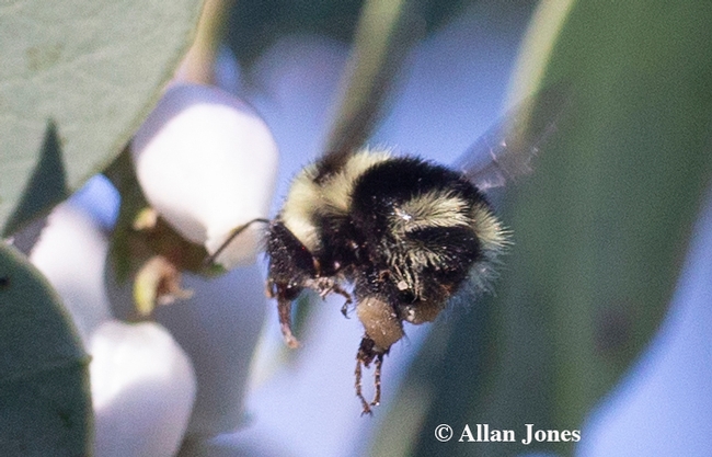 Photographer Allan Jones captured this image of a black-tailed bumble bee, Bombus melanopygus, on Jan. 6 in UC Davis Arboretum and Public Garden to win the Robbin Thorp Memorial Bumble Bee Contest.