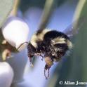 Photographer Allan Jones captured this image of a black-tailed bumble bee, Bombus melanopygus, on Jan. 6 in UC Davis Arboretum and Public Garden to win the Robbin Thorp Memorial Bumble Bee Contest.