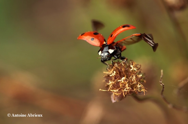 Postdoctoral researcher Antoine Abrieux of the Joanna Chiu lab is also a talented photographer and enjoys capturing images of insects, such as this lady beetle (ladybug) in flight. (Photo by Antoine Abrieux)