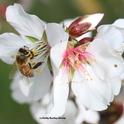 Beekeepers are gearing up for the California almond polination season, which usually starts around Feb. 14. Here, in this file photo, an industrious bee forages on an almond blossom. (Photo by Kathy Keatley Garvey)