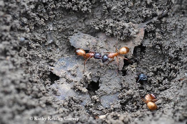 Carpenter ant activity in a Vacaville park. These are Camponotus semitestaceus, as identified by UC Davis entomologist and doctoral candidate Brendon Boudinot,   (Photo by Kathy Keatley Garvey)