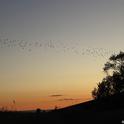 Mexican free-tailed bats leaving Yolo Causeway at dusk on Sept. 10, 2019. (Photo by Kathy Keatley Garvey)