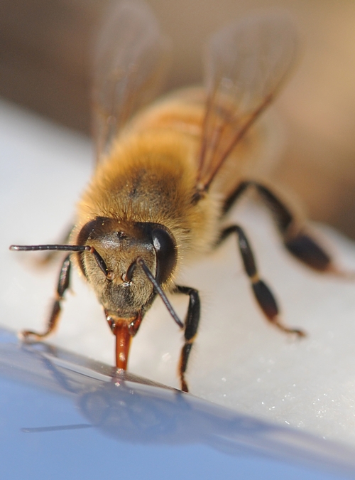 CLOSE-UP of honey bee sipping water from a soaked napkin. (Photo by Kathy Keatley Garvey)