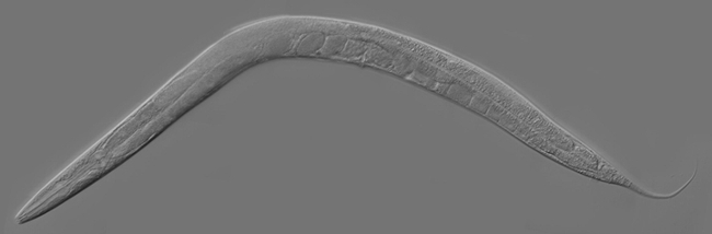 This is an adult Caenorhabditis elegans, one of the nematodes that Sebastian Eves-van den Akker studies. (Courtesy of Wikipedia)