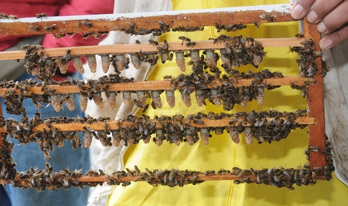 FUTURE QUEEN BEES--This frame shows queen cups tended by worker bees at the Strachan Apiaries in Yuba City. (Photo by Kathy Keatley Garvey)