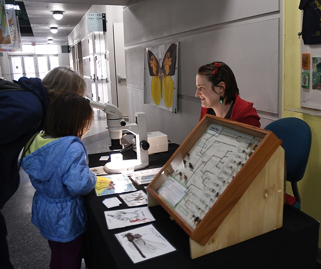 Doctoral student Charlotte Alberts explains her research on assassin flies, also known as robber flies. (Photo by Kathy Keatley Garvey)