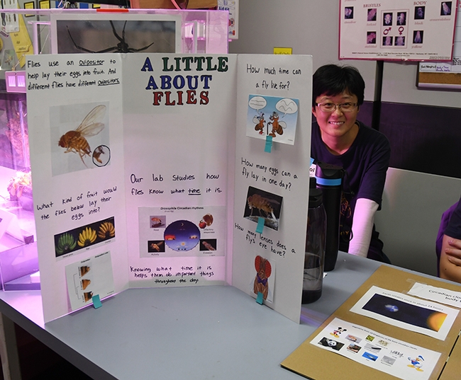 Graduate student Nitrol Liu of the Joanna Chiu lab shows a fruit fly poster. (Photo by Kathy Keatley Garvey)
