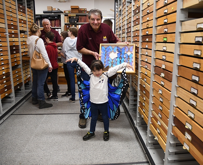 Tien Ferreira, 4, of Fairfield, displays her blue butterfly cape, as Bohart associate Greg Karofelas holds a collection of blue morpho butterflies. In back is Jeff Smith, curator of the Lepidoptera section. (Photo by Kathy Keatley Garvey)