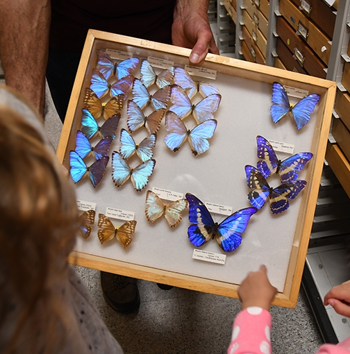 Butterflies from all over the world are represented in the Bohart Museum of Entomology. (Photo by Kathy Keatley Garvey)