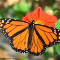 A male monarch nectaring on Mexican sunflower (Tithonia) in Vacaville, Calif. (Photo by Kathy Keatley Garvey)