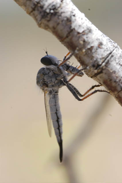 This is a robber fly with a buprestid beetle on a creosote bush branch in the Algodones Dunes. Fran Keller took this photo and 