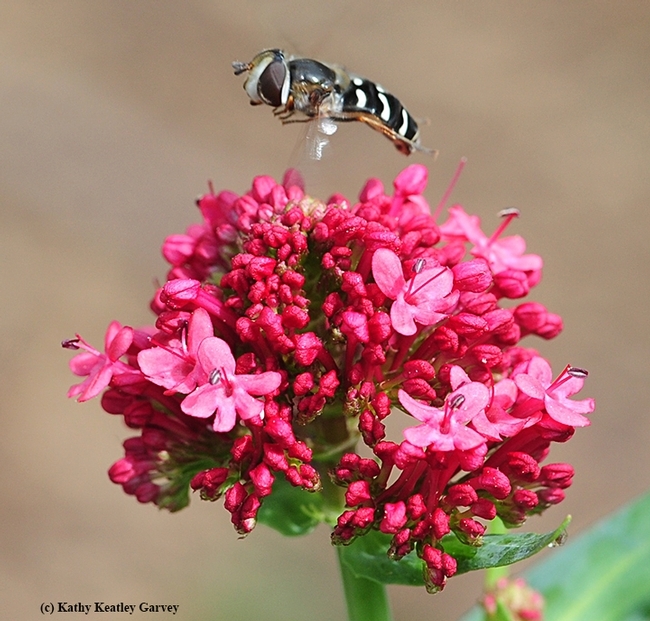 A syrphid hovers over Jupiter's Beard, Centranthus ruber. (Photo by Kathy Keatley Garvey)