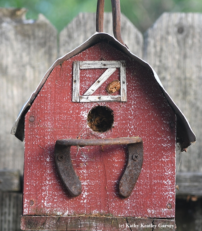 Find the ootheca! It's on this barn-themed birdhouse. (Photo by Kathy Keatley Garvey)