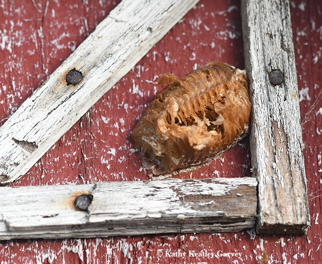 Close-up of the praying mantis egg case, ootheca, on a barn birdhouse. (Photo by Kathy Keatley Garvey)