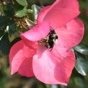 Bombus melanopygus, the black-tailed bumble bee, nectaring on a rose in Benicia, Solano County, on Jan. 25. (Photo by Kathy Keatley Garvey)