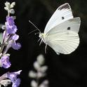 A cabbage white heads for catmint in a garden in Vacaville, Calif. (Photo by Kathy Keatley Garvey)
