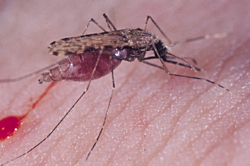 MALARIA MOSQUITO, Anopheles gambiae, blood-feeding. This photo was taken by Anthony Cornel, associate professor of entomology at UC Davis.
